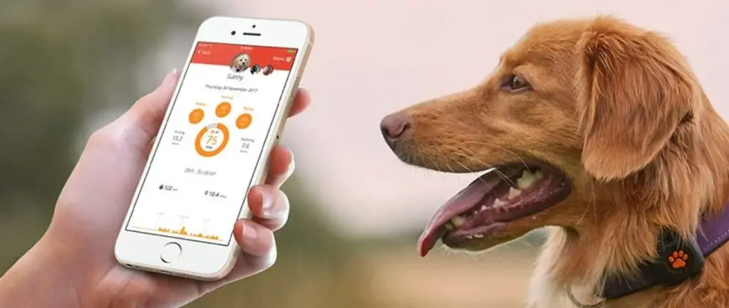 Wearable Pet Tech